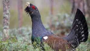 Обикновена зърнена култура: описание на птиците, зона за местообитания, репродукция